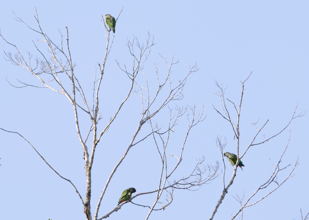 Scaly-headed Parrot - ML625287524