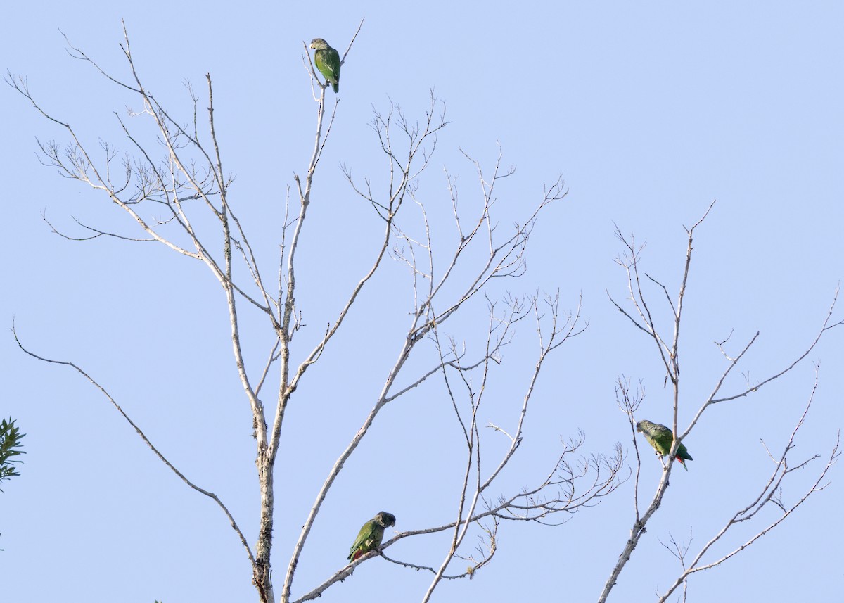 Scaly-headed Parrot - ML625287525