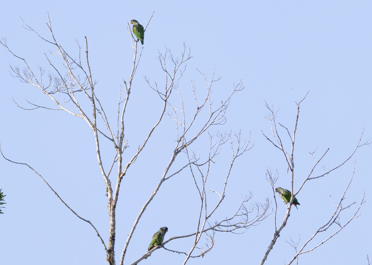 Scaly-headed Parrot - ML625287526