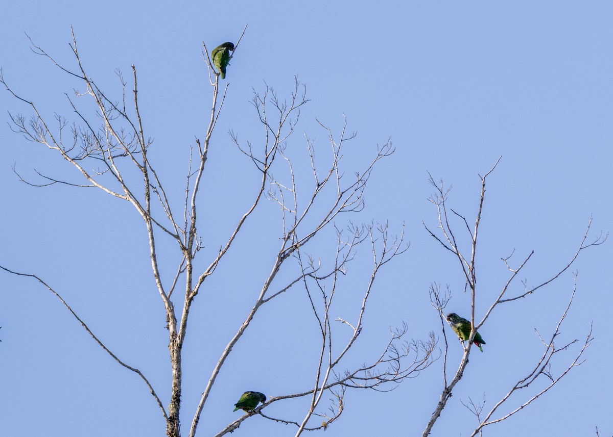 Scaly-headed Parrot - ML625287527