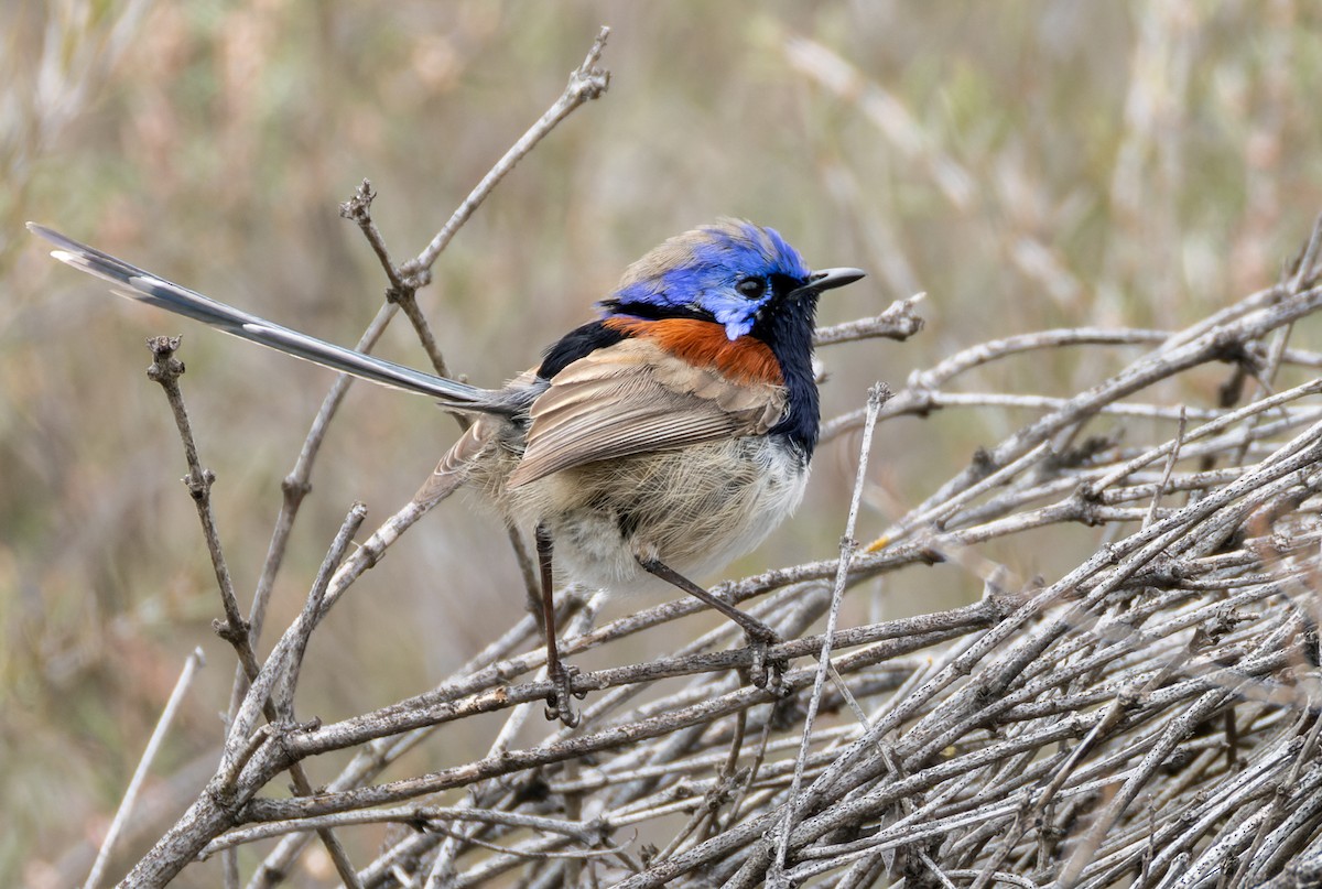 Mérion à gorge bleue - ML625287536