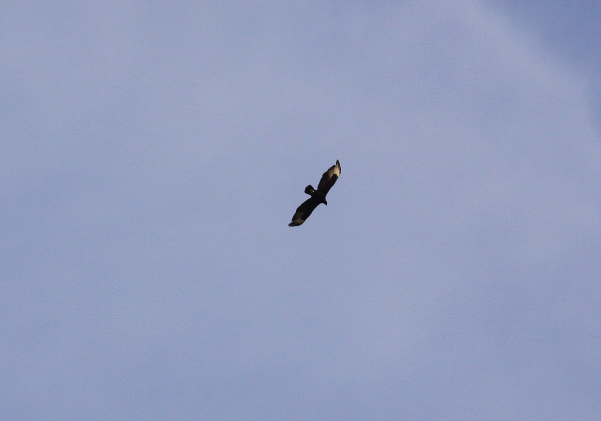 Verreaux's Eagle - ML625287590