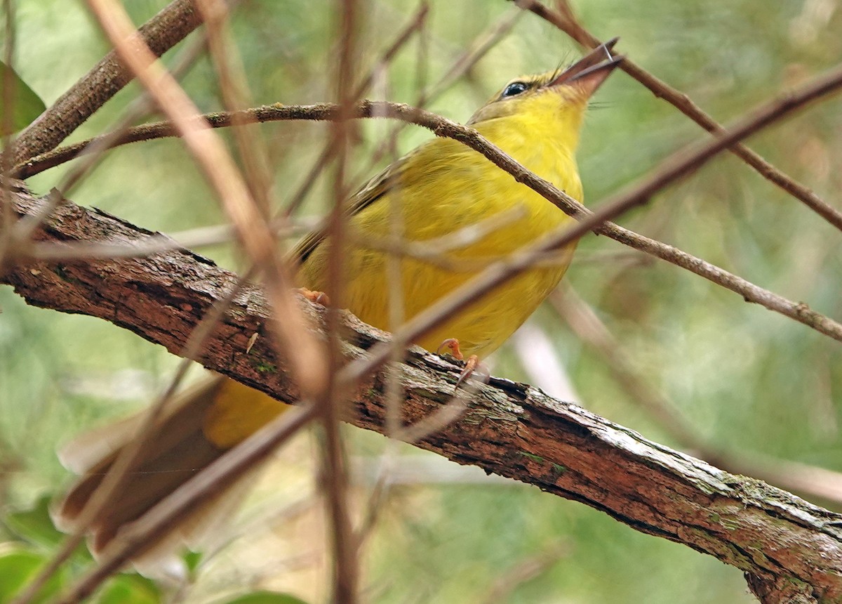 Flavescent Warbler - ML625287601