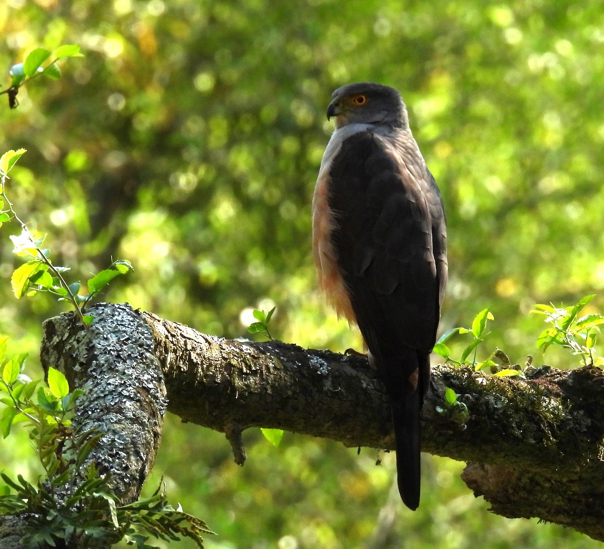 Bicolored Hawk (Spotted) - ML625287756