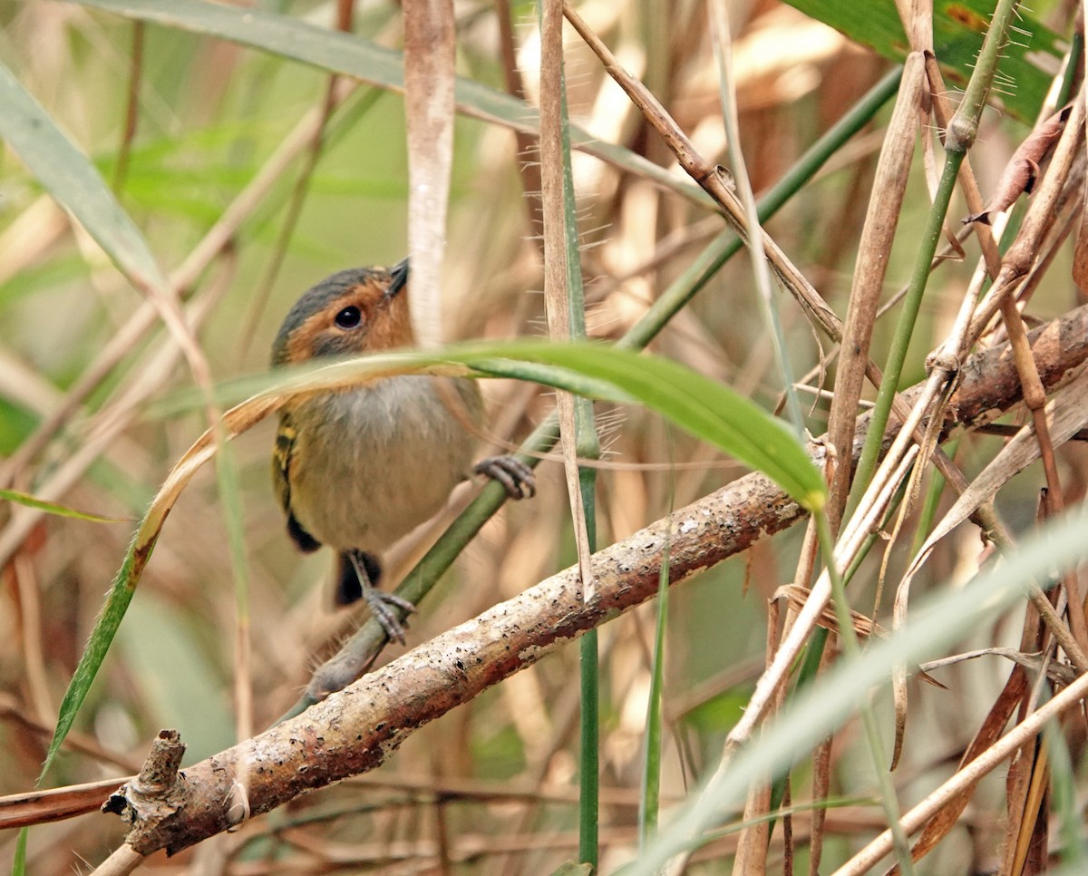 Ochre-faced Tody-Flycatcher - ML625287763