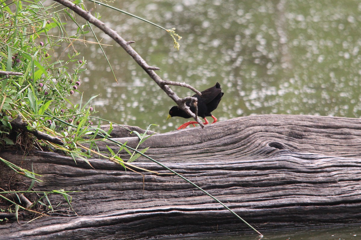 Black Crake - ML625287798