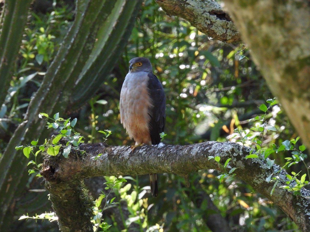 Bicolored Hawk (Spotted) - ML625287855