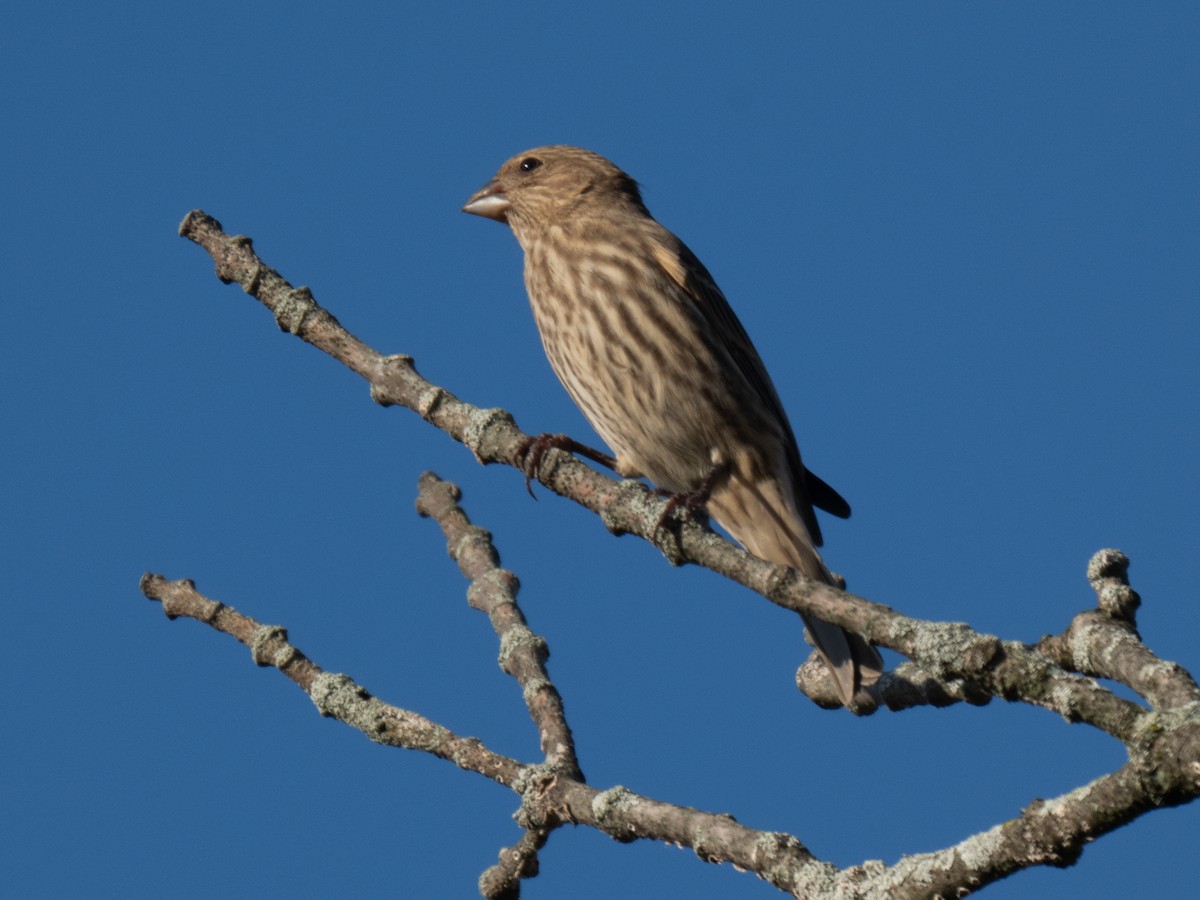 House Finch - ML625287868