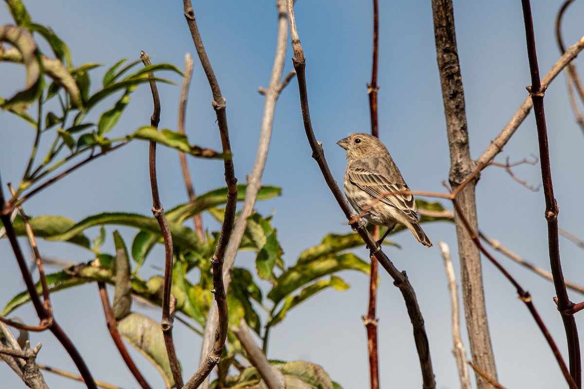 House Finch - ML625287912