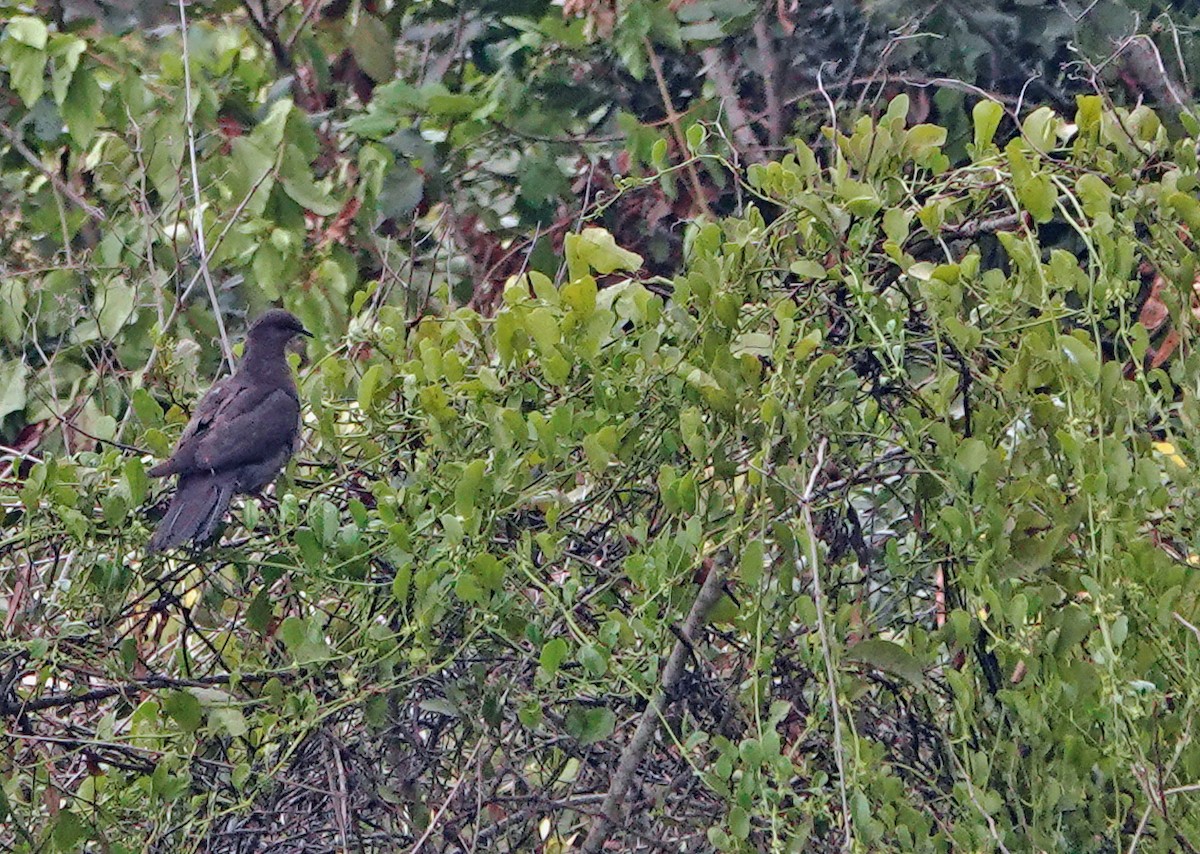 Pikazuro Güvercini - ML625287971