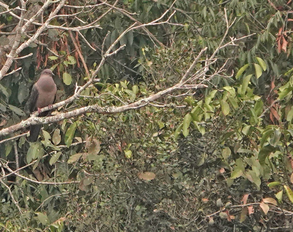 Plumbeous Pigeon - ML625288036