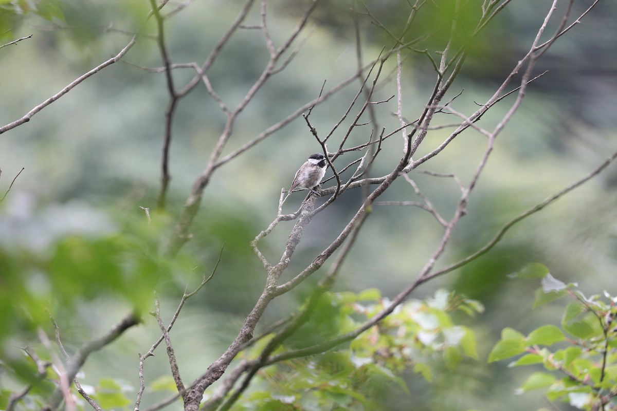 Black-bibbed Tit - ML625288043