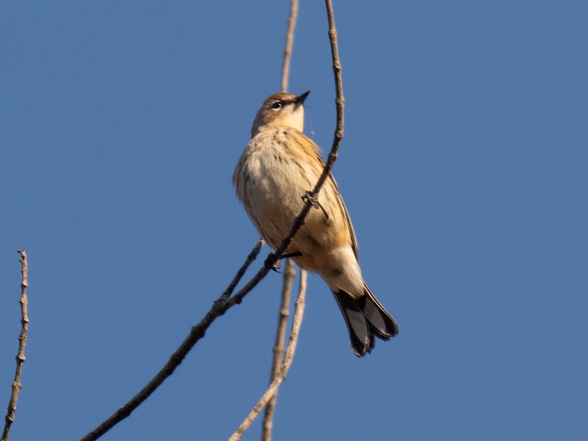 Yellow-rumped Warbler - ML625288047