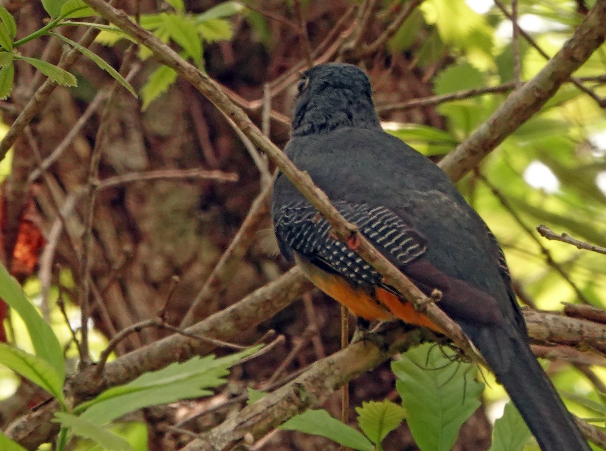 trogon surucua (ssp. aurantius) - ML625288075