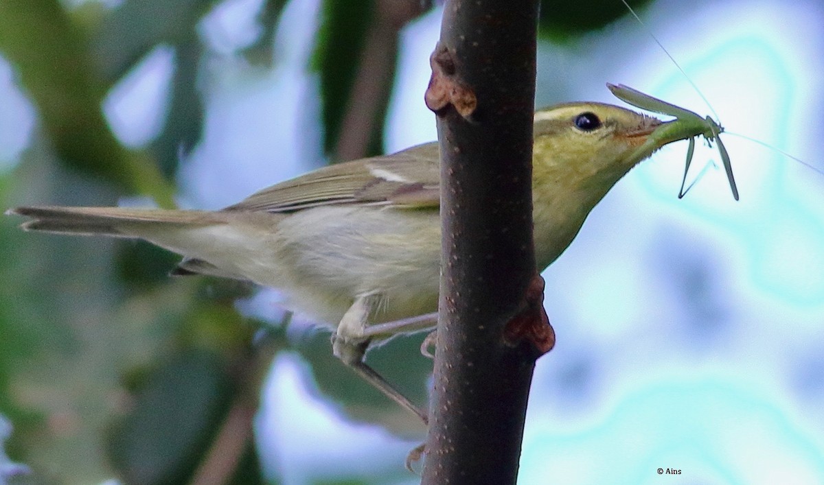 Greenish Warbler - Ains Priestman