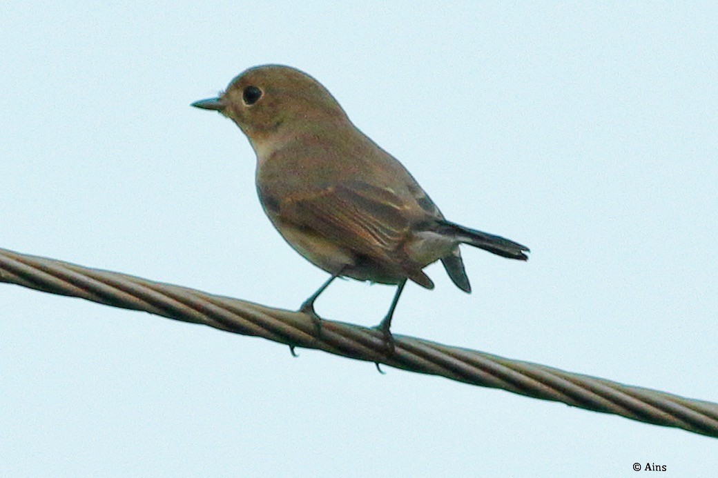 Red-breasted Flycatcher - ML625288086
