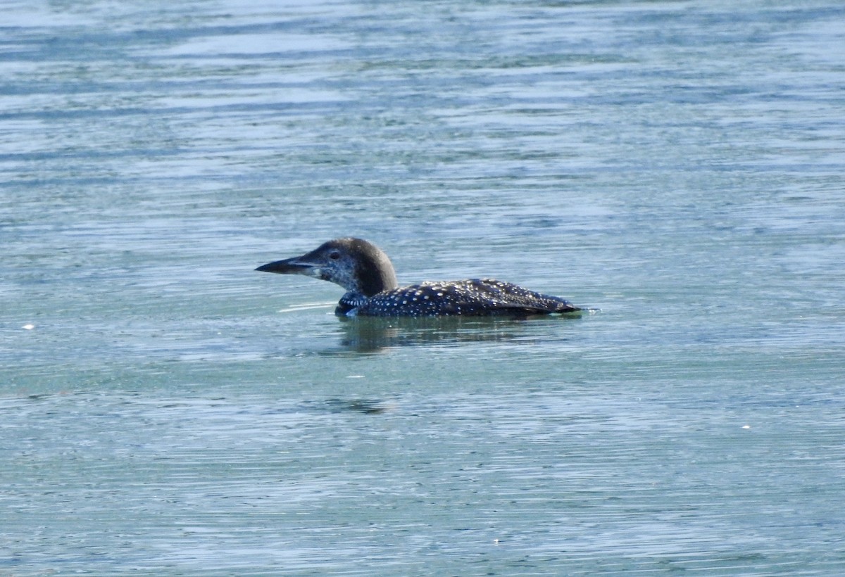 Common Loon - ML625288089