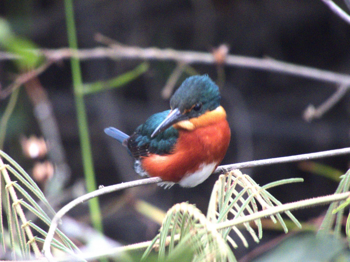 American Pygmy Kingfisher - ML625288108