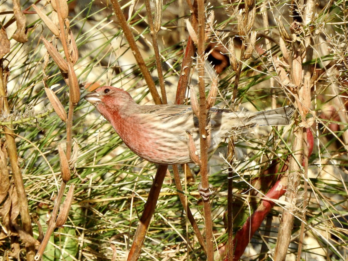 House Finch - ML625288111