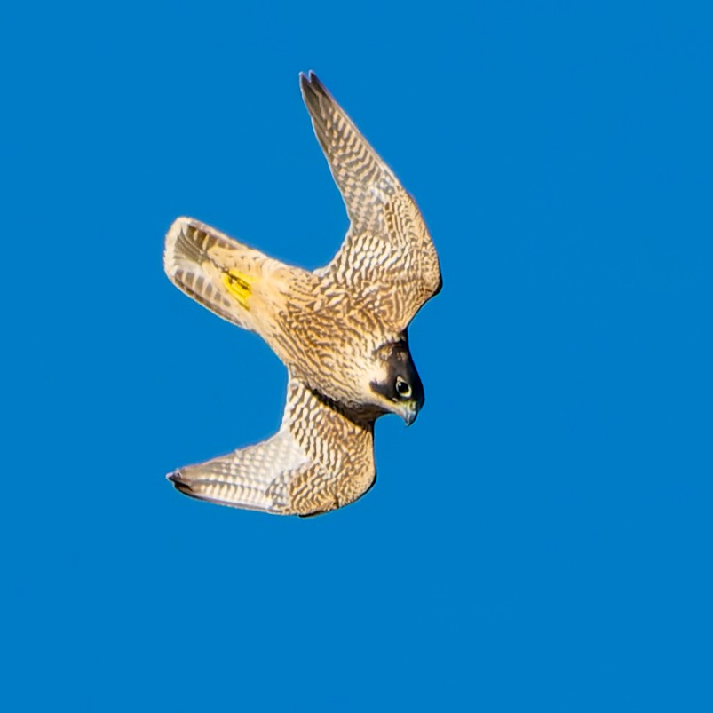 Сапсан - ML625288125