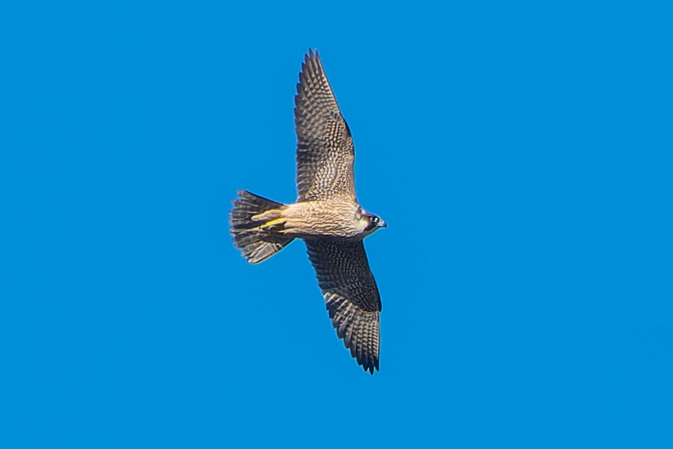 Сапсан - ML625288128