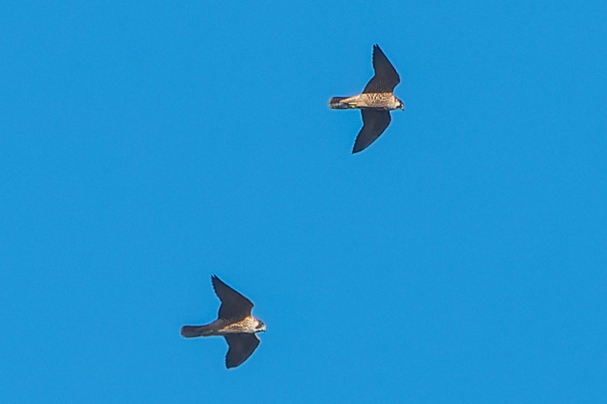 Сапсан - ML625288129