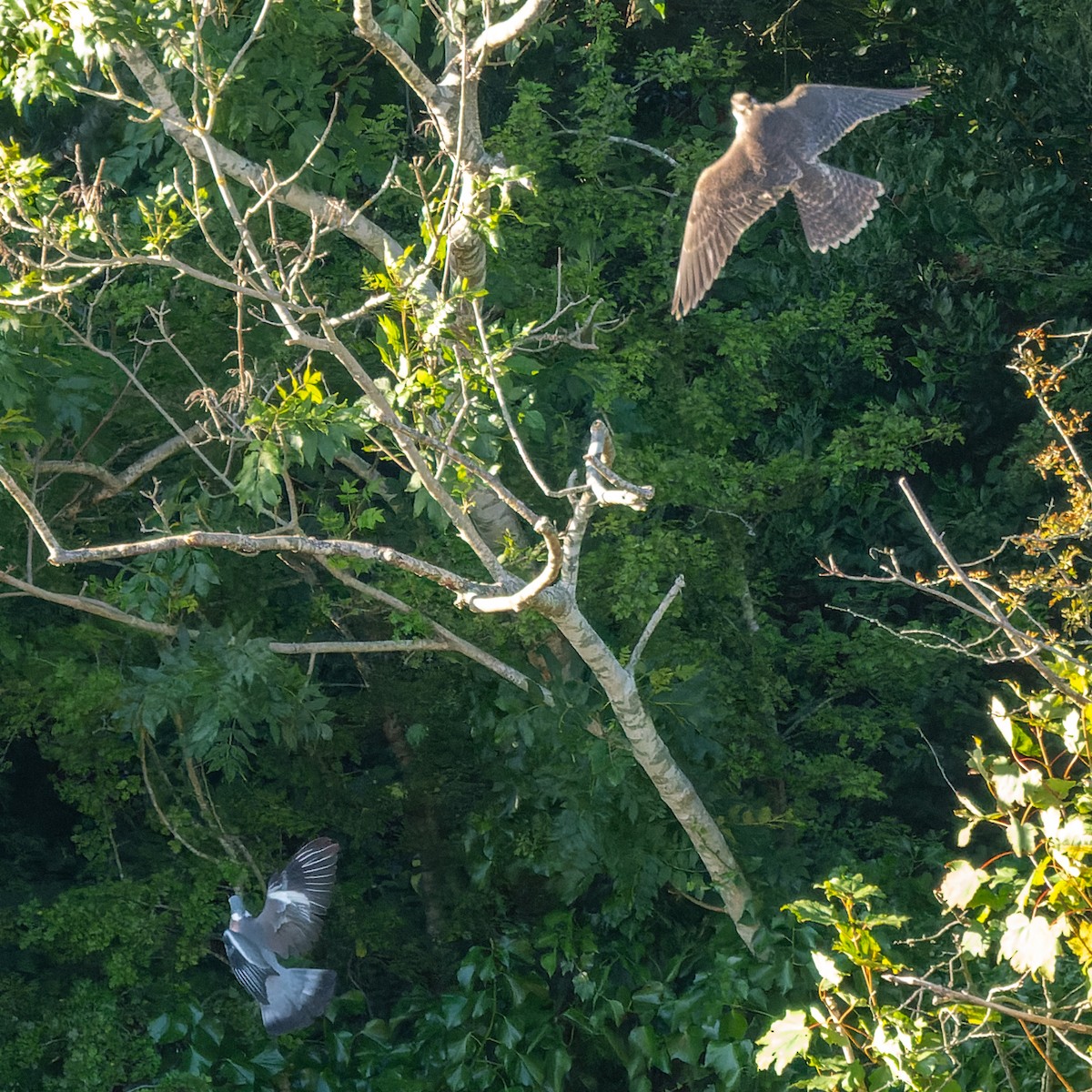 Сапсан - ML625288131