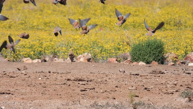 Flock Bronzewing - ML625288310