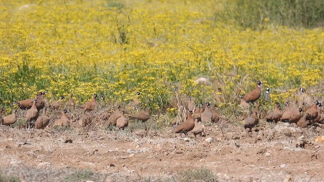 Flock Bronzewing - ML625288312