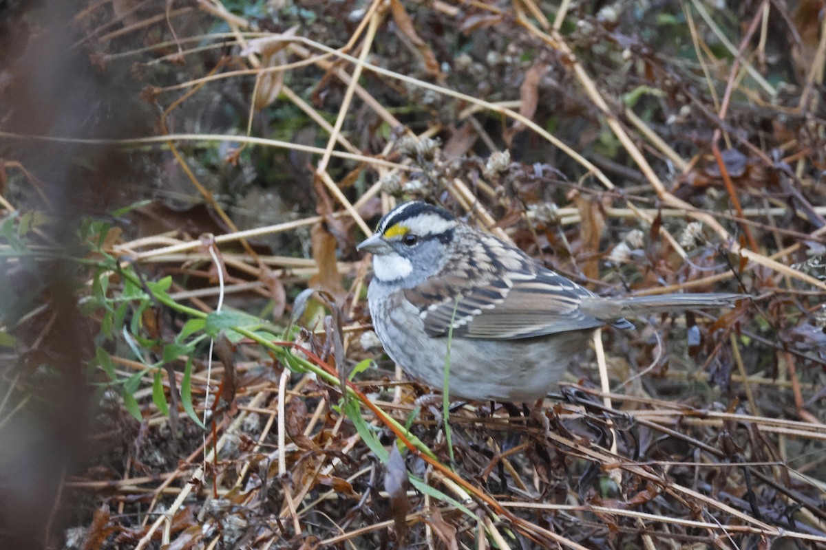 White-throated Sparrow - ML625288314