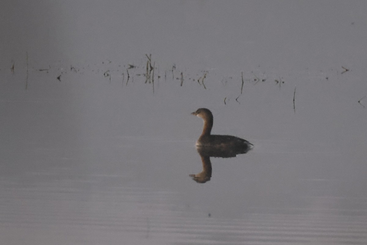 Pied-billed Grebe - ML625288317