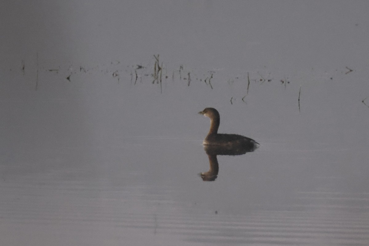 Pied-billed Grebe - ML625288318