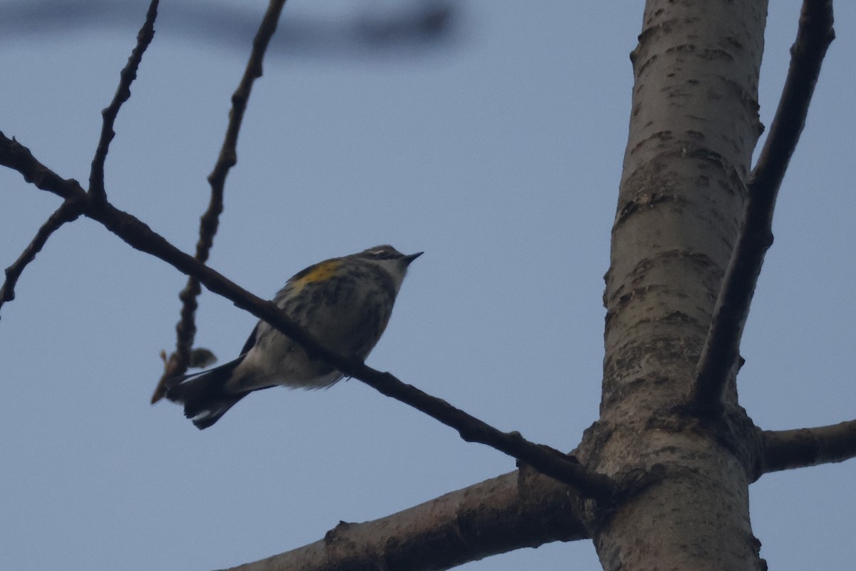 Yellow-rumped Warbler (Myrtle) - ML625288319