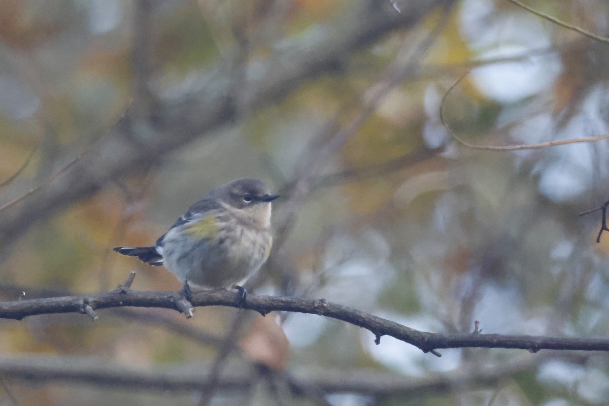 Yellow-rumped Warbler (Myrtle) - ML625288320