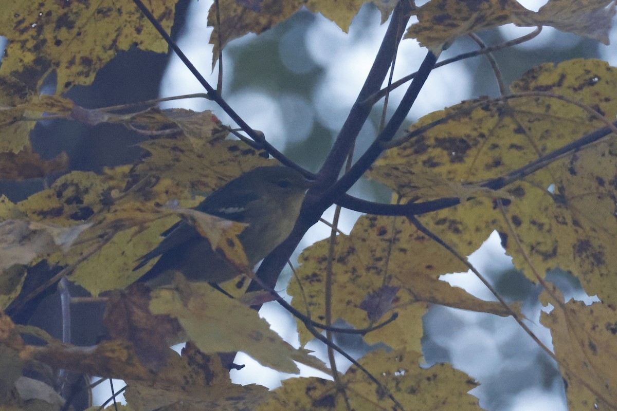 Blackpoll Warbler - ML625288322