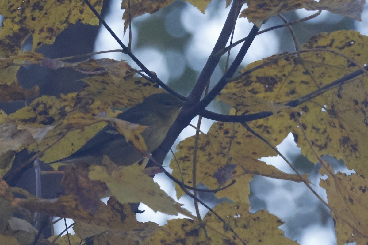 Blackpoll Warbler - ML625288323