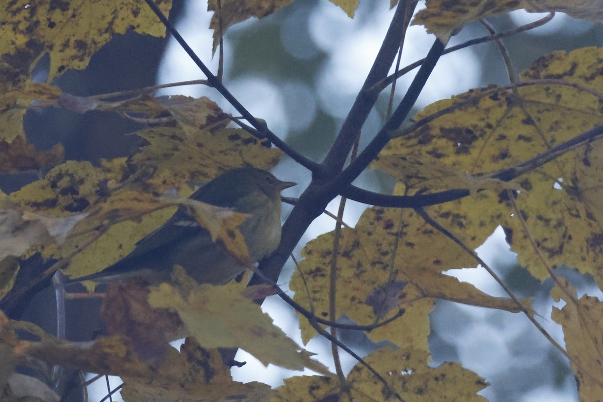 Blackpoll Warbler - ML625288324