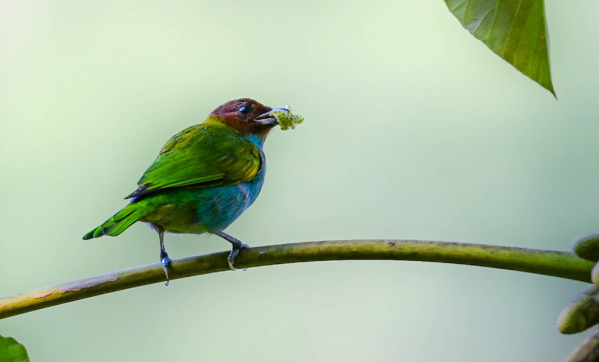 Bay-headed Tanager - ML625288329