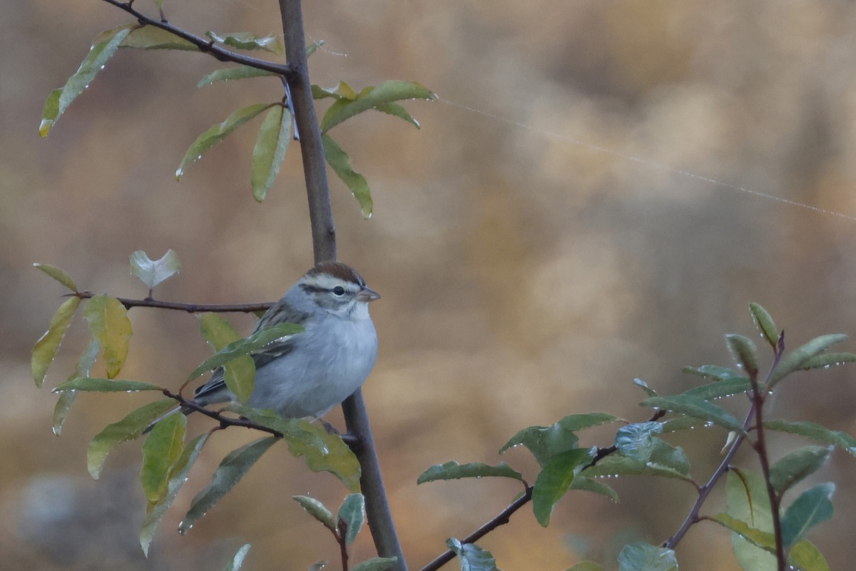 Chipping Sparrow - ML625288356