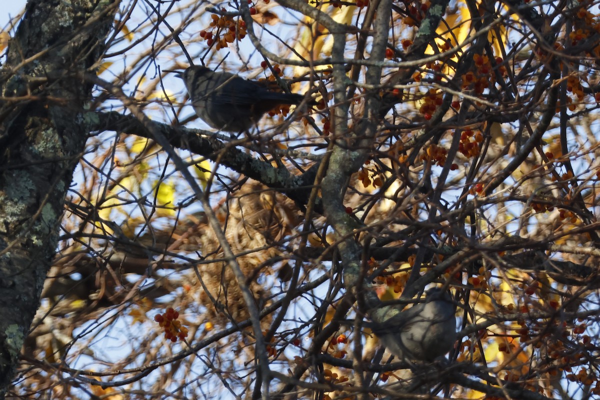 Gray Catbird - ML625288358