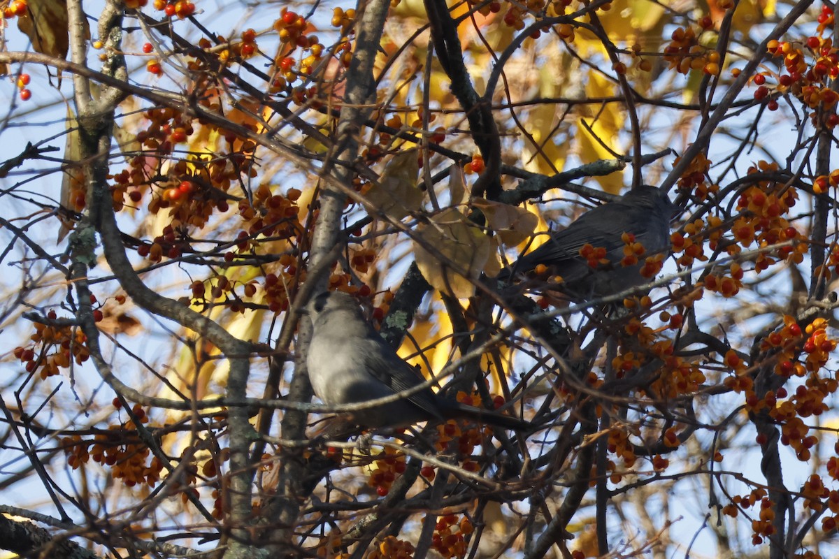 Gray Catbird - ML625288359