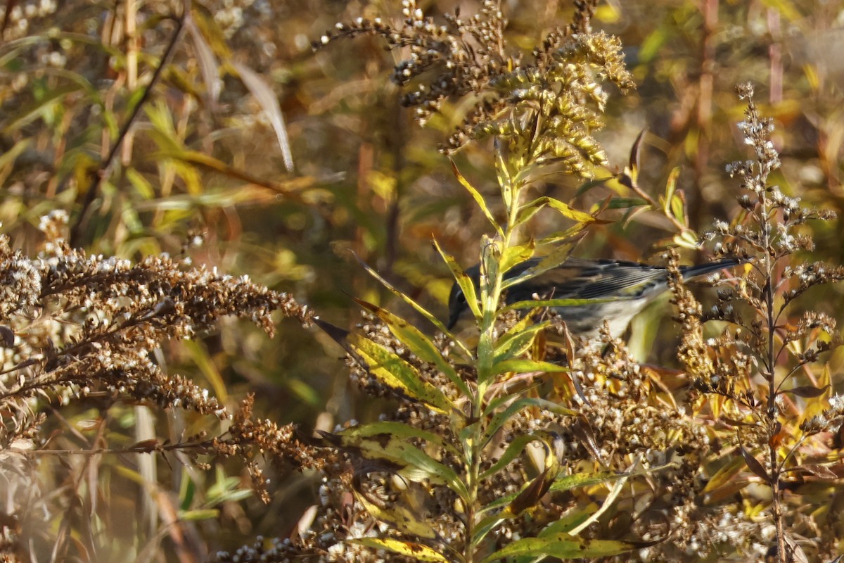 Yellow-rumped Warbler (Myrtle) - ML625288362