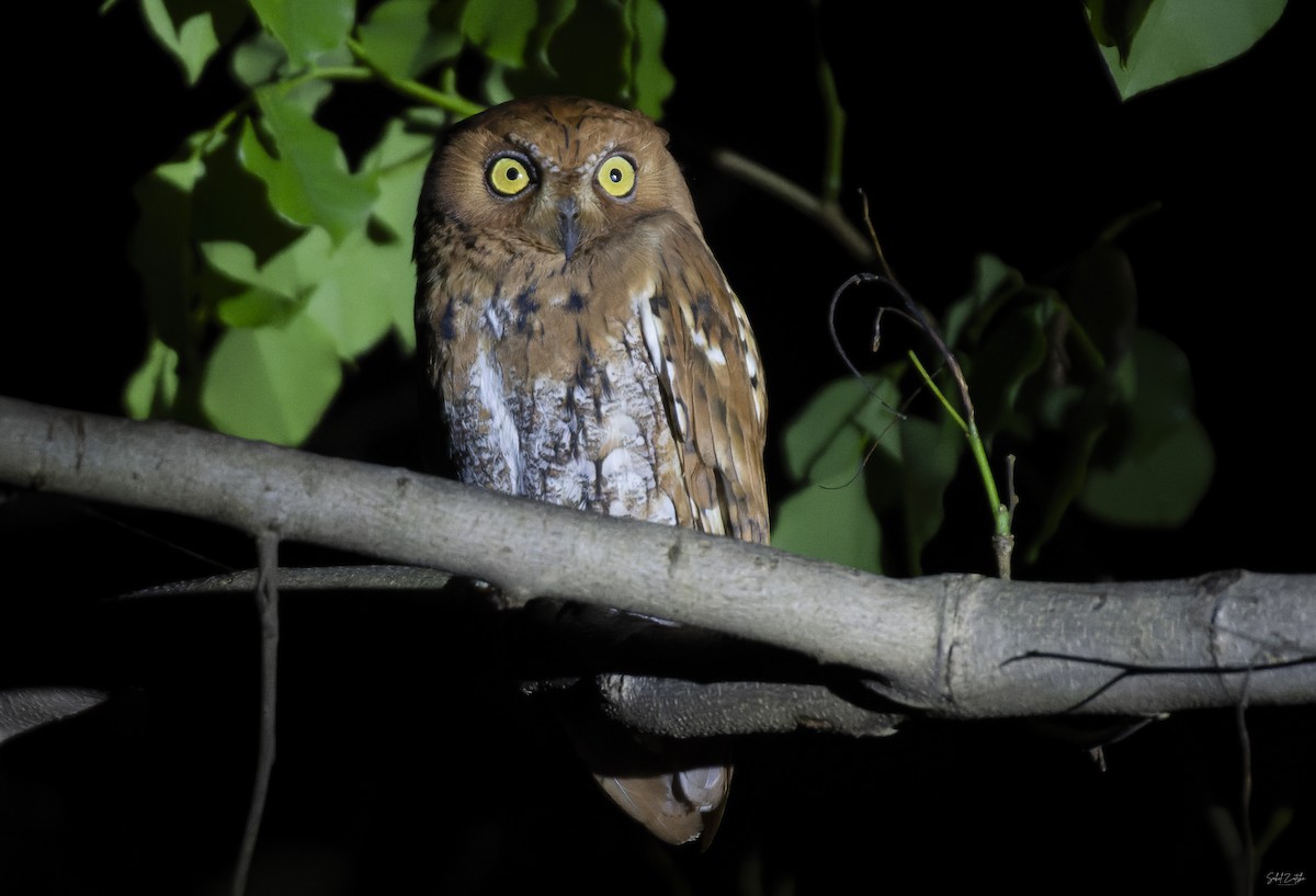 Oriental Scops-Owl - ML625288371