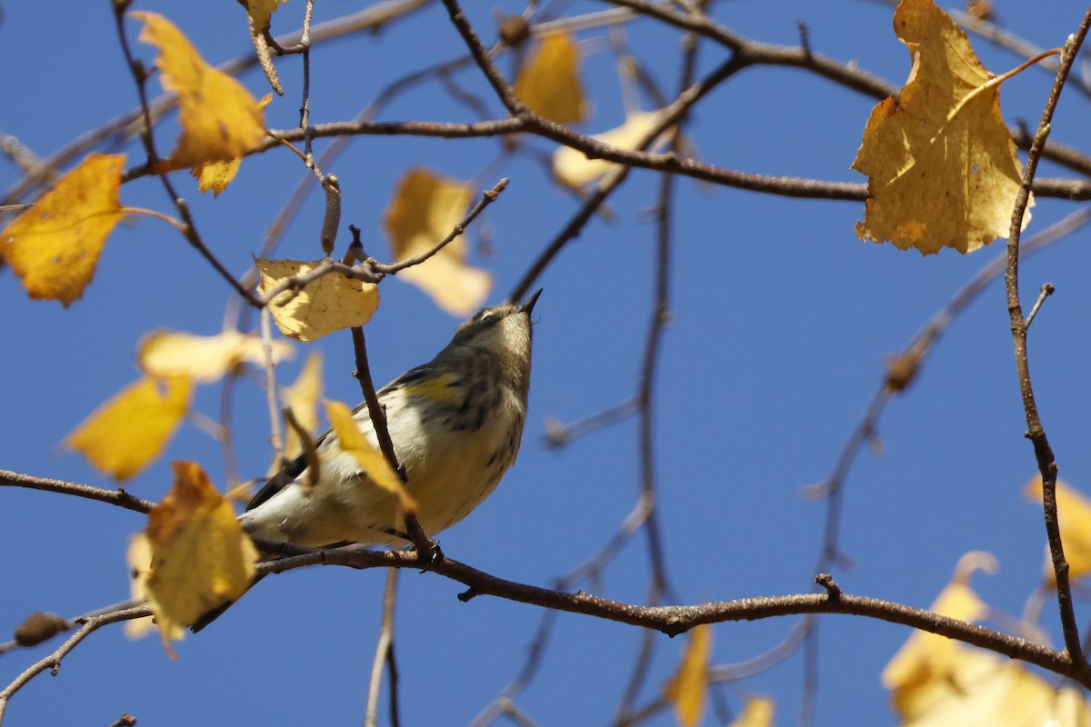 Yellow-rumped Warbler (Myrtle) - ML625288386