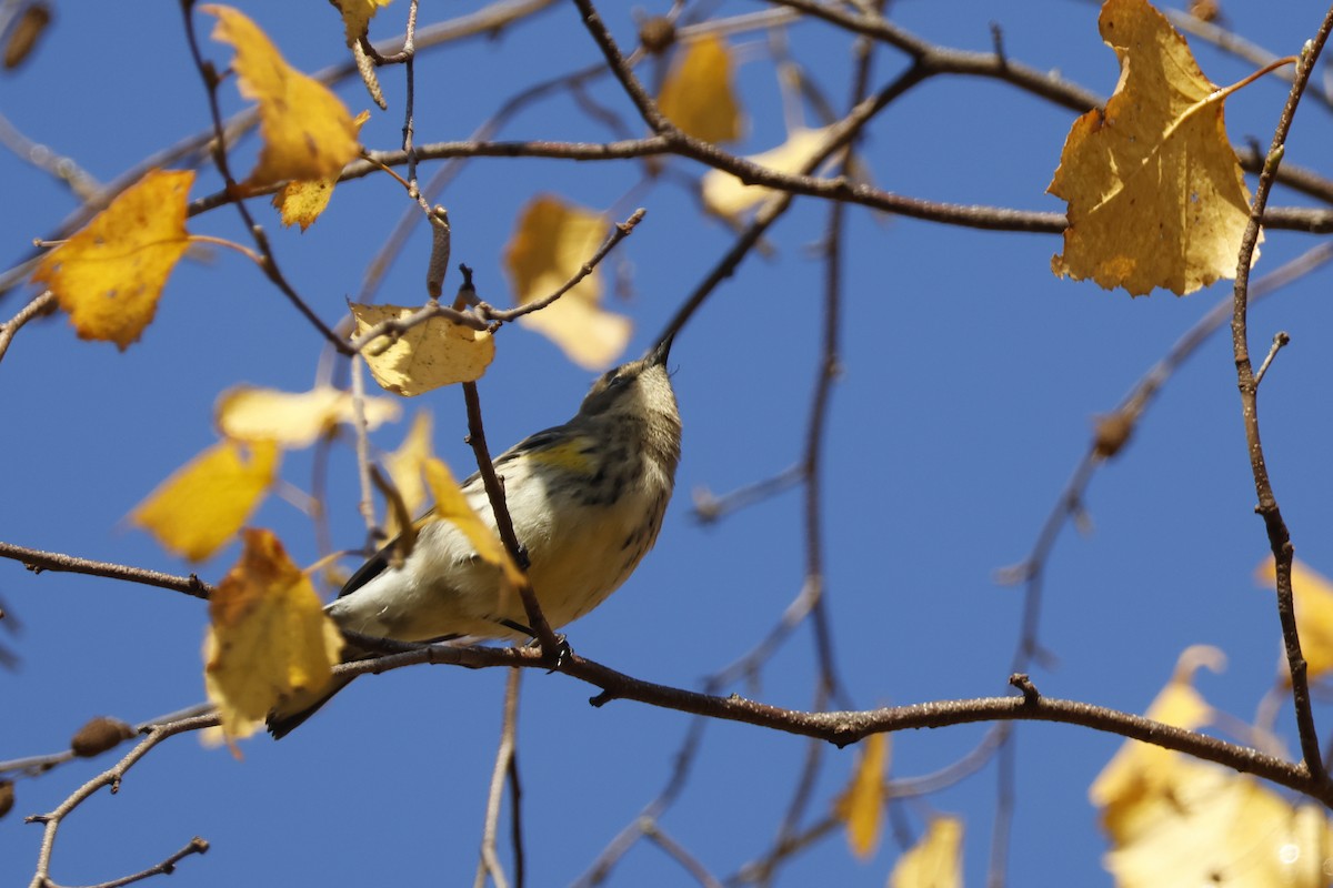 Yellow-rumped Warbler (Myrtle) - ML625288387