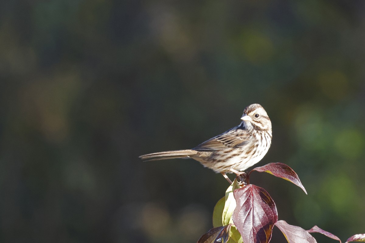 Song Sparrow - ML625288391