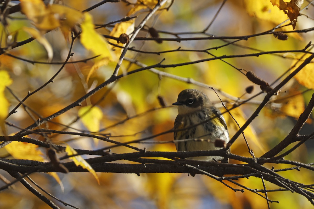 Yellow-rumped Warbler (Myrtle) - ML625288421