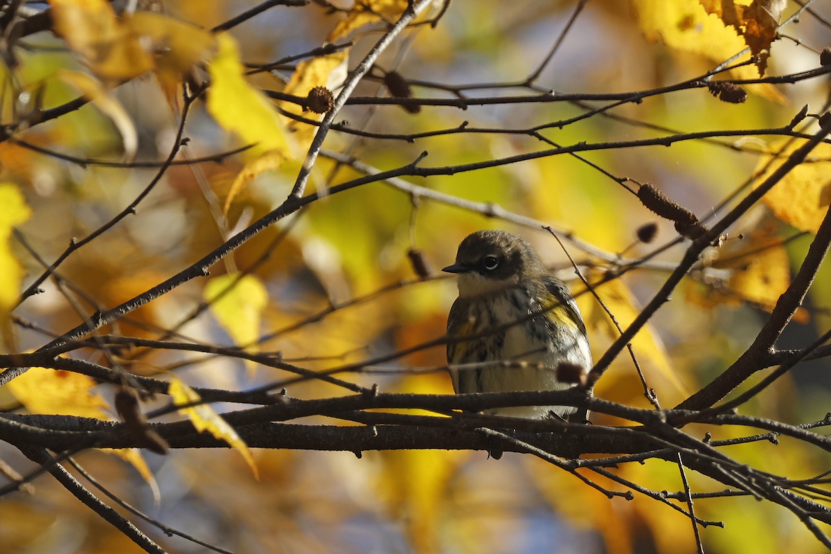 Yellow-rumped Warbler (Myrtle) - ML625288422