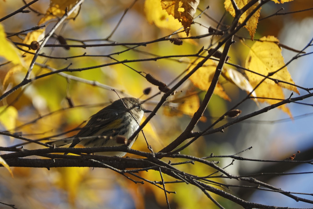 Yellow-rumped Warbler (Myrtle) - Larry Therrien