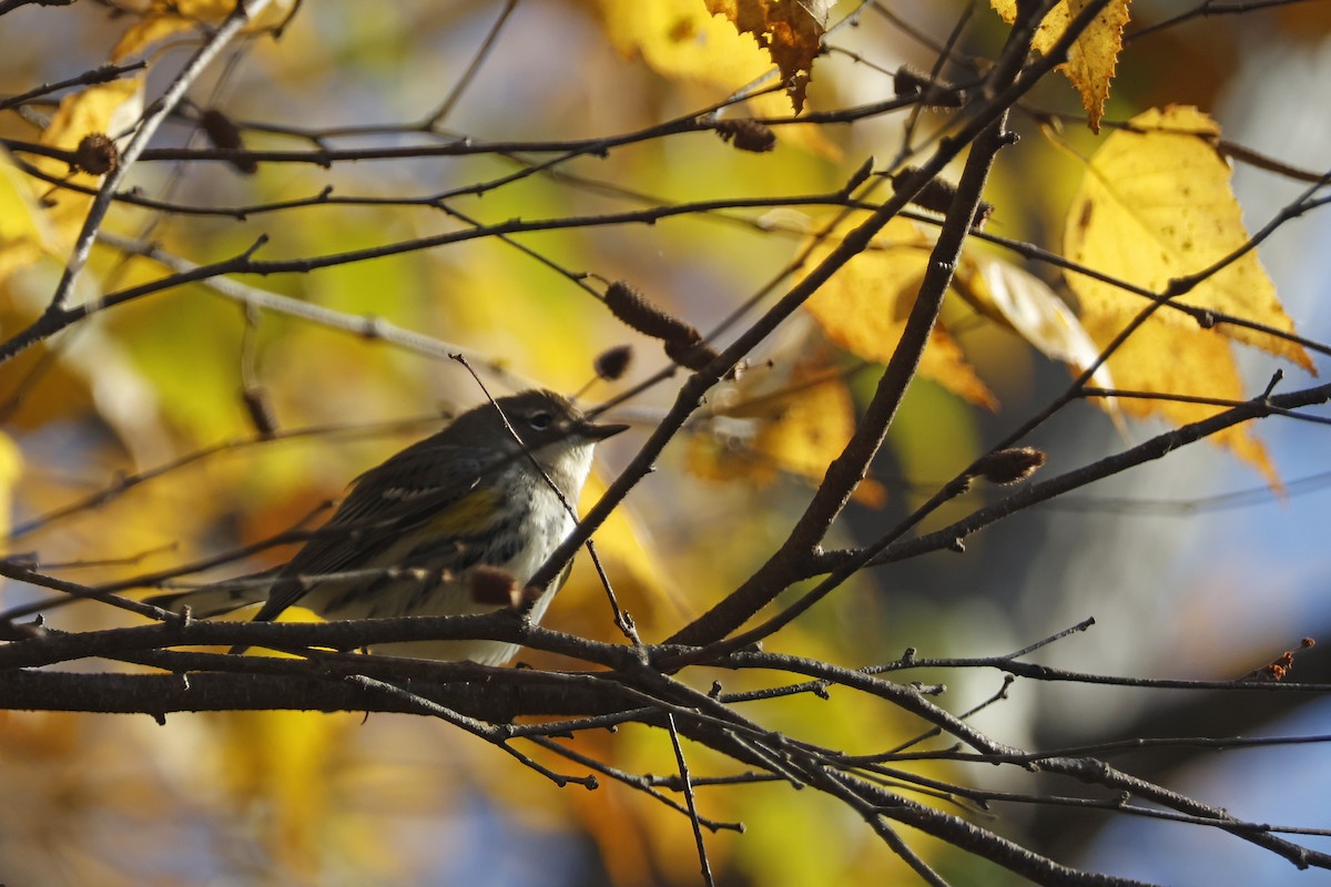 Yellow-rumped Warbler (Myrtle) - ML625288426